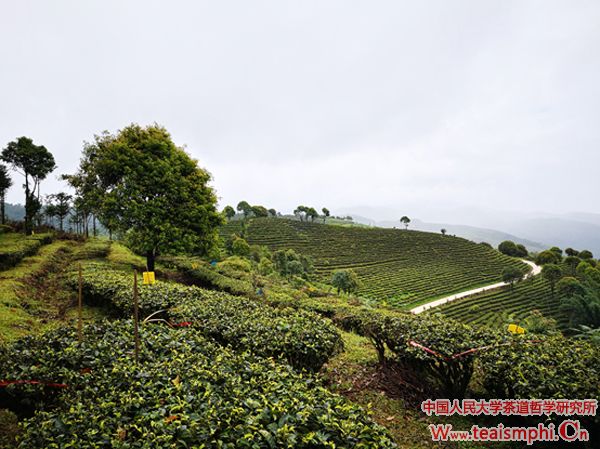 徐千懿：湖北茶文化考察团考察心得 ——参访正山堂巴东红所见所感