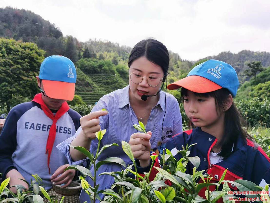 茶园里的“新茶人”叶佳雯"