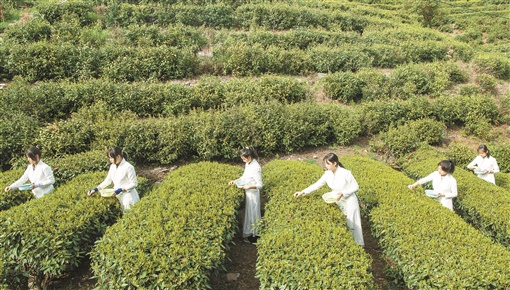 王雅清：重庆茶文化考察报告