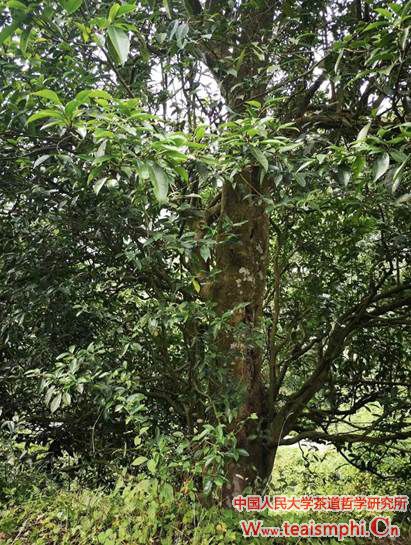 郭相茹：寿宁县茶产业考察心得