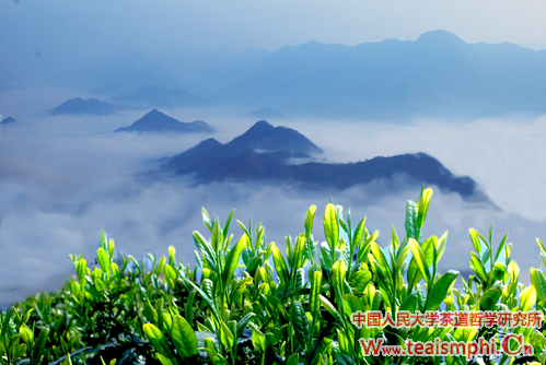 王雅清：陕西茶产业现状，困境与出路