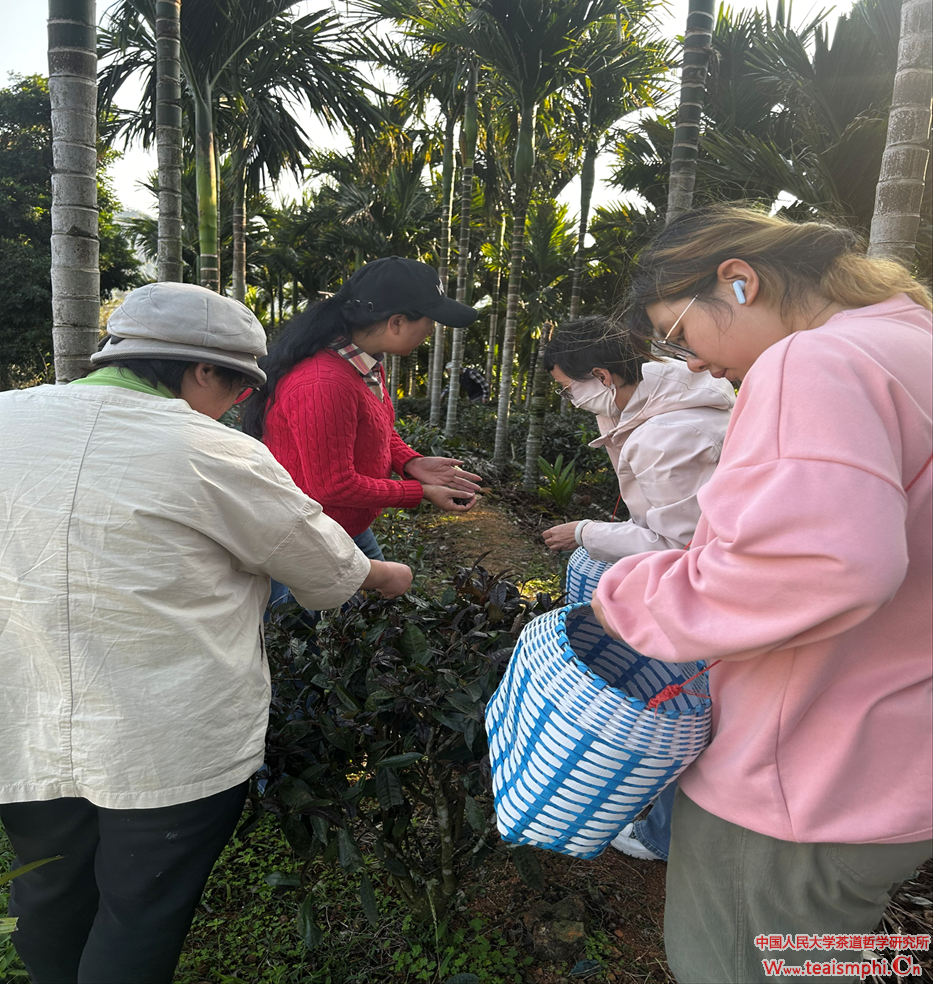 春茶采制忙：人大茶哲所考察妙自然茶叶公司茶园、体验采茶制茶